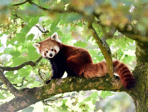 Red Pandas May Be Two Different Species Raising Conservation Questions