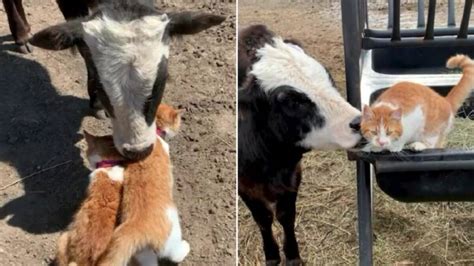 Filhote de vaca e dois gatos se tornam amigos inseparáveis