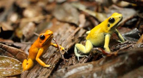 Golden Poison Frog Beautiful But Deadly The Washington Post