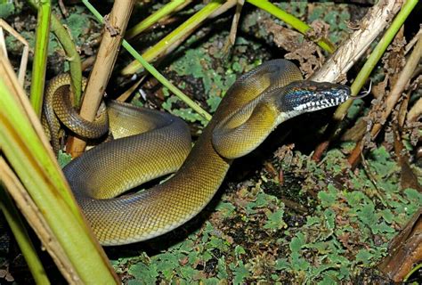 White Lipped Python Leiopython Albertisii Snake