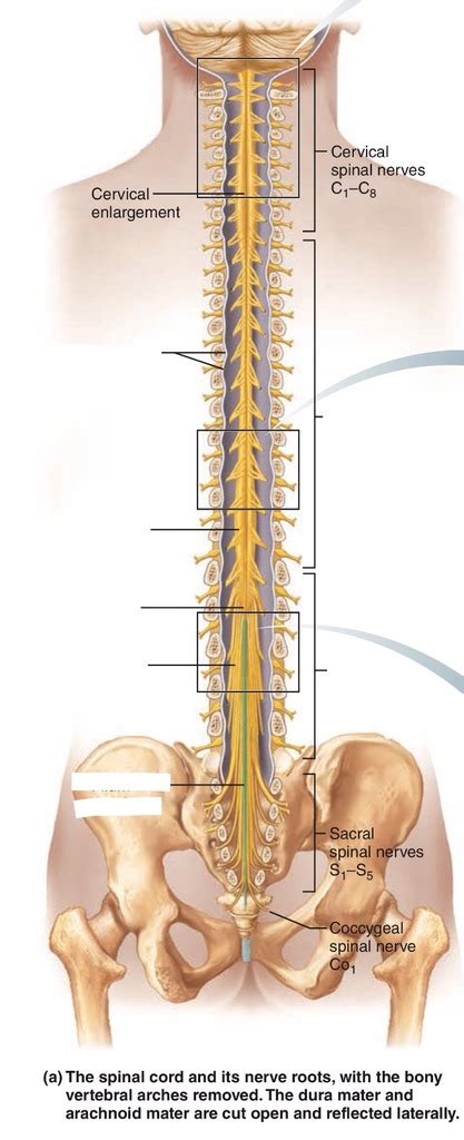 Spinal Cord And Nerve Roots Diagram Quizlet