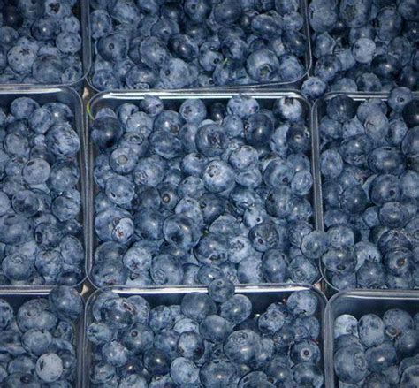 A blueberry is a berry, a very small fruit. Blueberries: Wiki facts for this cookery ingredient