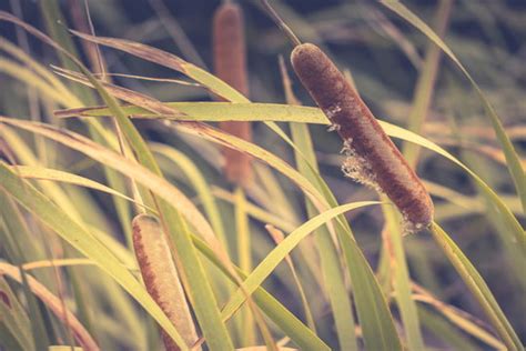 Seriously 39 Facts Of Water Sausage They Missed To Tell You