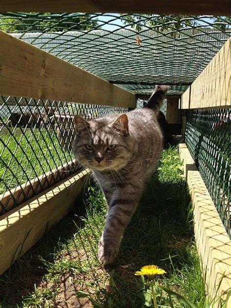 Outdoor Cat Run Outdoor Cat Tunnel Cat Playground Outdoor Outdoor
