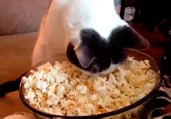 Read our article to find out… can cats eat bread? Popcorn Animated GIF