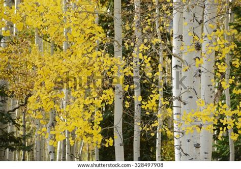 Yellow Aspen Tree Colorado Autumn Stock Photo Edit Now 328497908