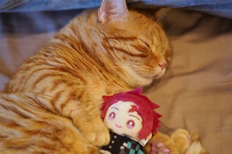 On myanimelist you can learn more about their role in the anime. Tanjirou's seiyuu, Hanae Natsuki, tweeted this pic of his ...