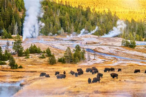 Fascinating Facts About Yellowstone National Park