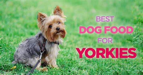 Foods to your yorkie puppies: Best Dog Food for Yorkies: Small Stomach, Picky Appetite