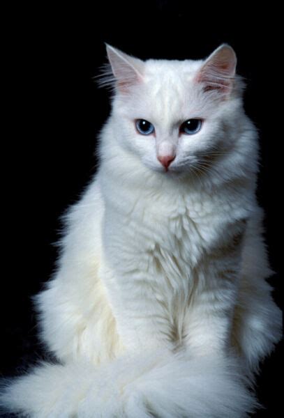 It's pretty common to hear that in order to grow long hair, you just stop cutting it. White long hair Turkish Angora cat **Reduced Price | Cats ...