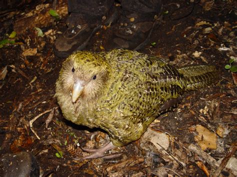 Lets Draw Endangered Species Kakapo