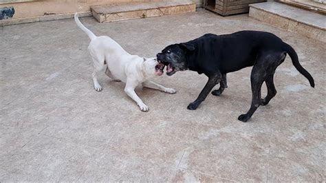 Il dogo argentino è un cane con alta tempra grazie alla quale ben sopporta e gestisce gli imput negativi esterni, ivi compresi gli ambienti caotici, ma è importante abituare il cane sin da cucciolo alla frequentazione di tali ambienti. Dogo Argentino vs Cane Corso - YouTube