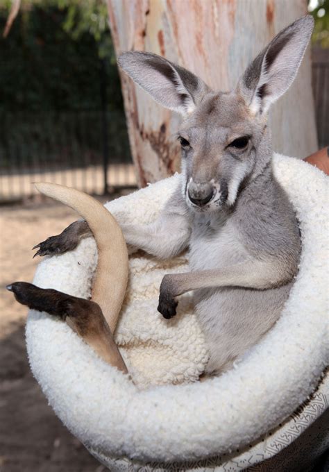 Sydney Red Kangaroo Joey Conservation Ambassadors