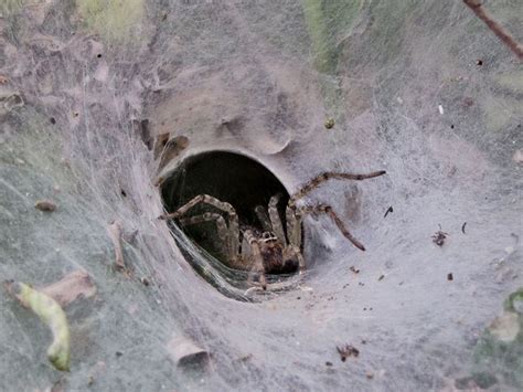 Funnel Web Spider National Geographic Society