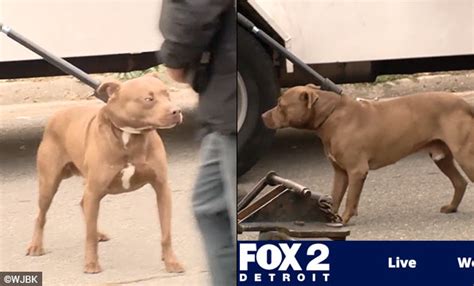 2023 Dog Bite Fatality Loose Pit Bull Kills 4 Year Old Boy On Detroit