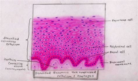 Simple Columnar Epithelial Tissue Labeled