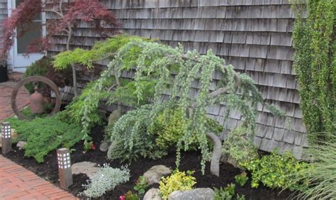 Attack of the killer yews… find baby blue eyes spruce (picea pungens 'baby blue eyes') in columbus dublin delaware grove city gahanna bexley ohio oh at oakland nurseries inc (blue colorado spruce. Weeping Dwarf Trees For Landscaping : Decorative Blue ...