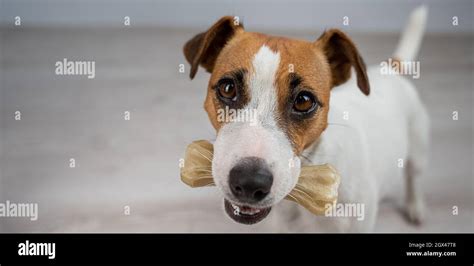 El Perro Sostiene Un Hueso En Su Boca Jack Russell Terrier Comer
