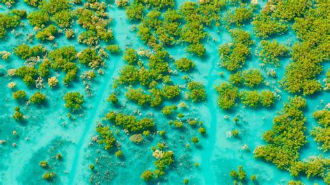 aerial shot of mangroves at king sound western australia bing gallery