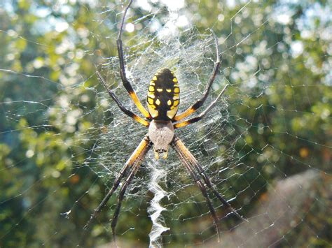 For All You Spider Lovers This Is A Black And Yellow Argiope Or