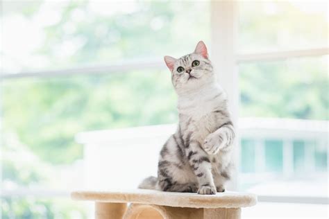 Every tnr makes a difference! Cat Ear Mites: Causes, Symptoms, and How to Treat Them ...