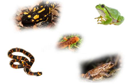 Information About Amphibians Vertebrates Definition And Facts