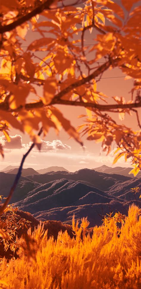 1440x2960 Mountains View Between Autumn Tree Branches 5k Samsung Galaxy
