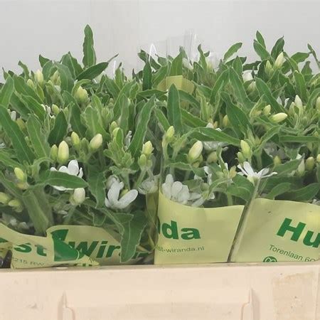 Oxypetalum Alba Cm Wholesale Dutch Flowers Florist Supplies Uk