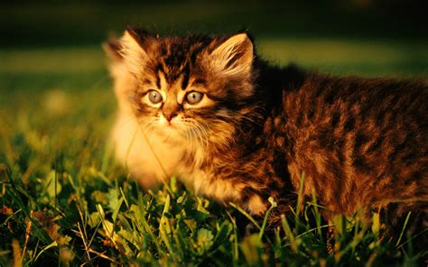 cat, Animal, Cats, Beautiful, Lovely, Cute, Animals Wallpapers HD ...