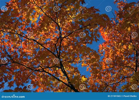 Colorful Tree Stock Image Image Of Maple October Backcountry 21181565
