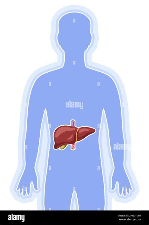 Illustration With Liver Internal Organ Human Body Anatomy Health Care
