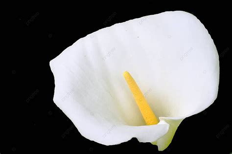 White Lily On Black Background Single Alone Calla Lily Photo And