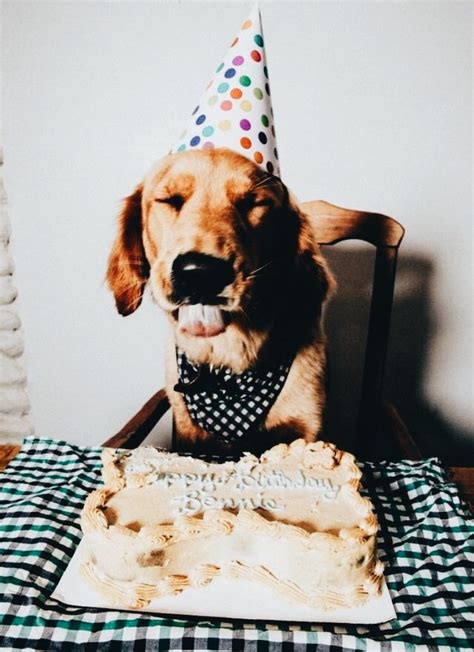 A Dog Wearing A Party Hat Sitting In Front Of A Birthday Cake On A Table