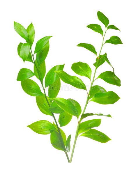 Green Branch Isolated Stock Image Image Of Decorative 17021601