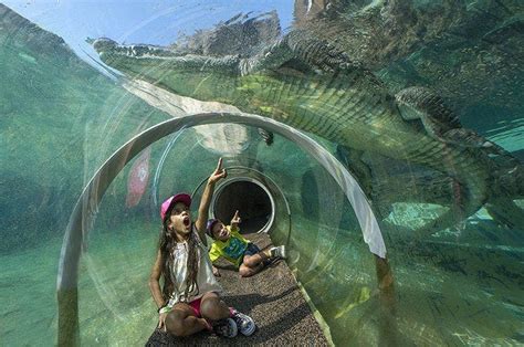 Zoo Miamis Everglades Exhibit Lets You Crawl With The Crocodiles
