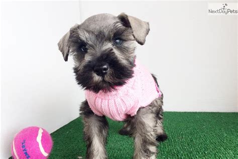 If you are interested in purchasing a miniature schnauzer puppy from us, you can visit our available puppies page to see our available miniature. Female Mini Schnauzer Puppy | Schnauzer, Miniature puppy ...