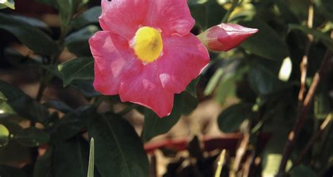 Differences Between Mandevilla And Dipladenia Plants