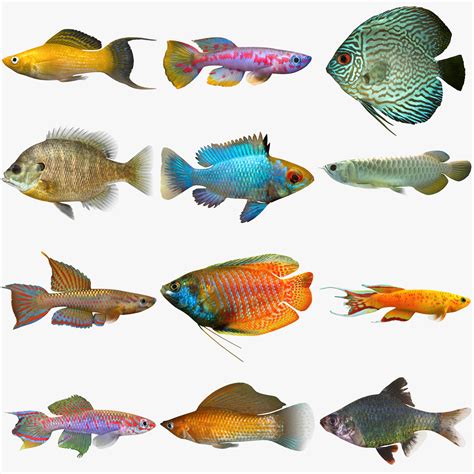 Freshwater Fish Collection 3d Model 199 3ds Dae Fbx Obj Max