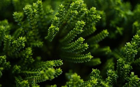 Plants Nature Macro Green Succulents Wallpapers Hd Desktop And