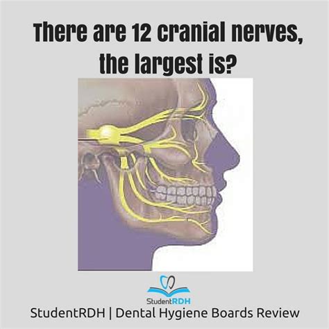 Which Of The Following Is The Largest Cranial Nerve Studentrdh Blog