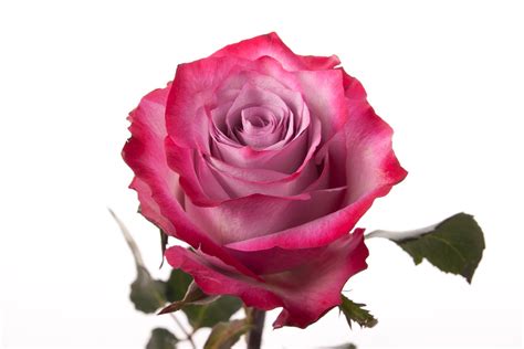 Long Stemmed Pink And Purple Roses Long Stem Roses