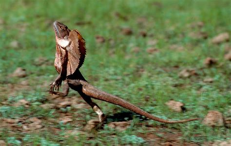 Frilled Lizard Facts And Pictures Reptile Fact