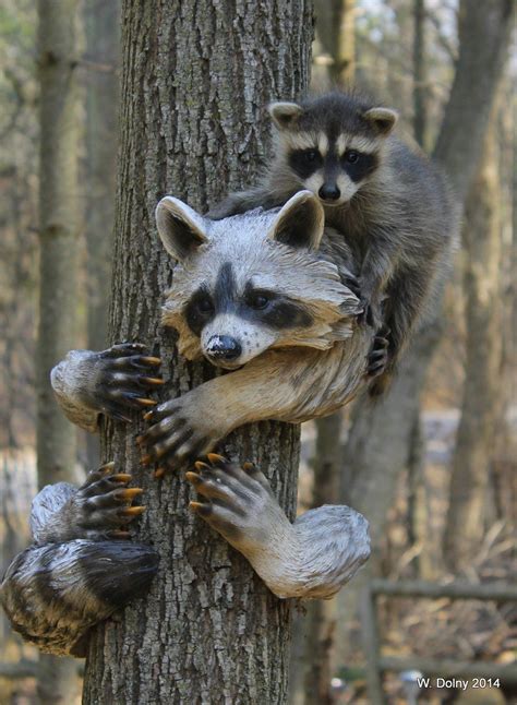 Mom By Lenslady On Deviantart Pet Raccoon Baby Animals Animals