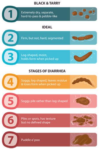 Dog Poop 101 Find Out How Healthy Your Dog Really Is Doggybiome