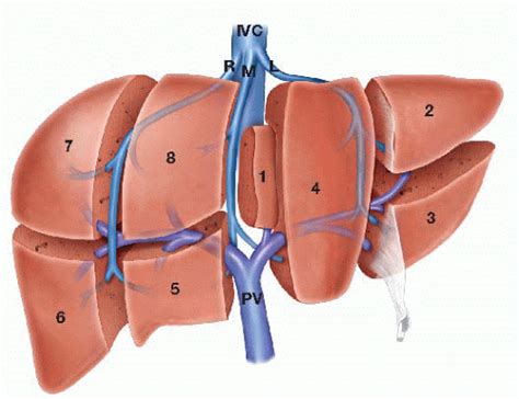 Segmental Hepatectomy Basicmedical Key