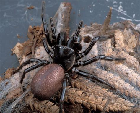 Top 10 Scary Sydney Funnel Web Spider Facts Animal Stratosphere