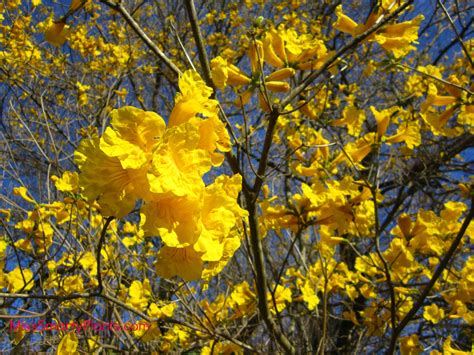 Liven up your landscape with plants that bloom alongside colorful fall foliage. Yellow Flowers? Tabebuia Trees - Miss Smarty Plants