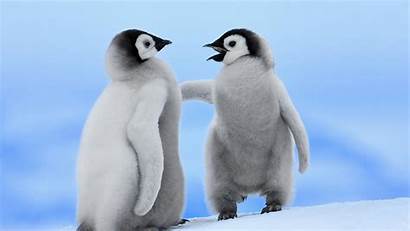 Penguins Desktop Penguin Wallpapers Animals Really Pc