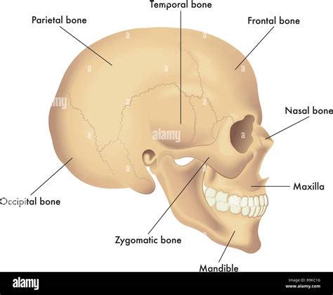 Maxilla Mandible High Resolution Stock Photography and Images - Alamy