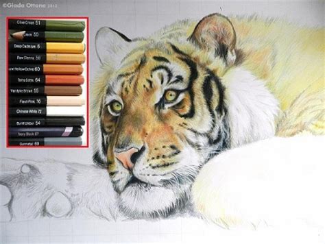 Colorare Una Tigre Con Le Matite Colorate Disegno Pittura